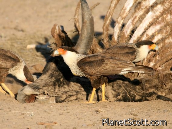 Crested Caracara (Caracara cheriway)