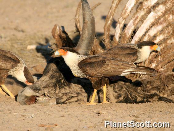 Crested Caracara (Polyborus cheriway) 