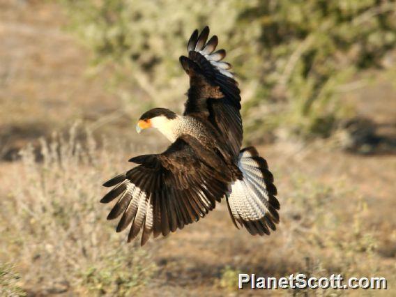 Crested Caracara (Polyborus cheriway) 