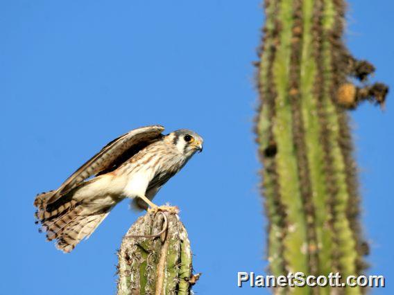 American Kestrel (Falco sparverius) Male with Dinner