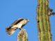 American Kestrel (Falco sparverius) Male with Dinner