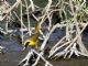 Beldings Yellowthroat (Geothlypis beldingi) 