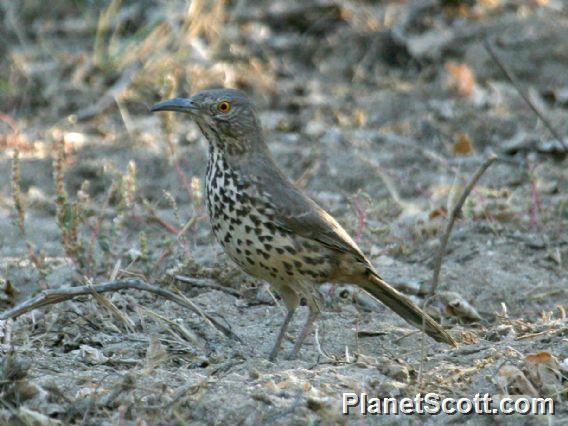 Grey Thrasher (Toxostoma cinereum) 