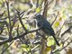 Grey Flycatcher (Empidonax wrightii) 