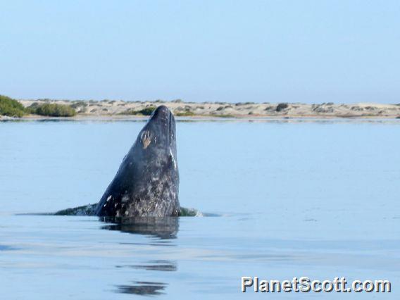 gray whale (Eschrichtius robustus) 