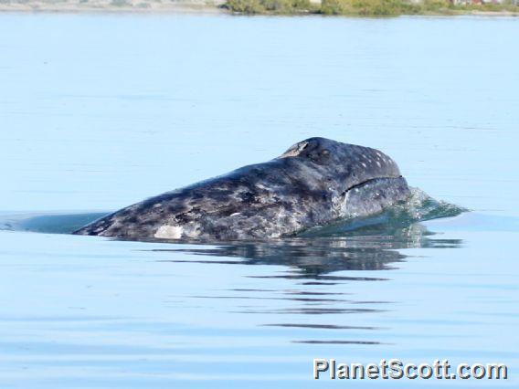 gray whale (Eschrichtius robustus) 