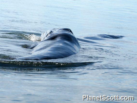 gray whale (Eschrichtius robustus) 