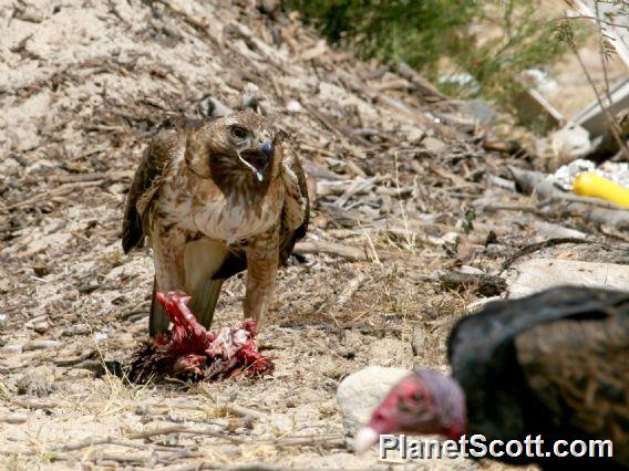 Red-tailed Hawk (Buteo jamaicensis) 