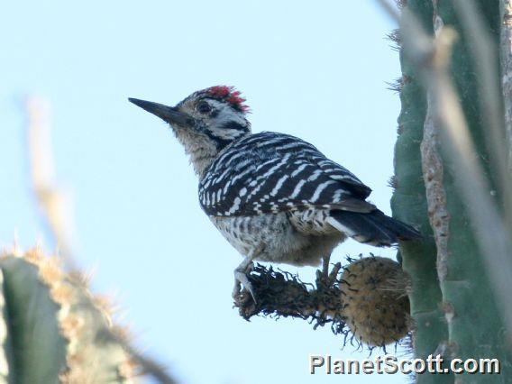 Ladder-backed Woodpecker (Picoides scalaris) Male