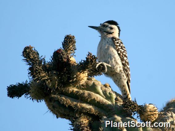 Ladder-backed Woodpecker (Picoides scalaris) Female