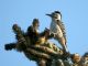 Ladder-backed Woodpecker (Picoides scalaris) Female