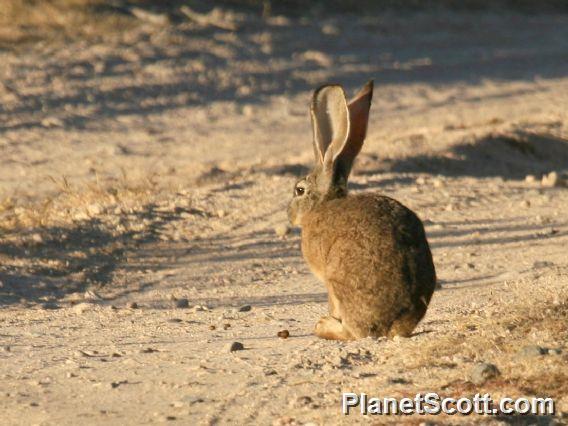 Black-tailed Jackrabbit (Lepus californicus) 