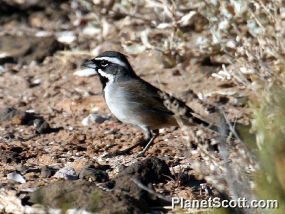 Black-throated Sparrow (Amphispiza bilineata) 