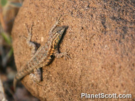 Common Side-blotched Lizard (Uta stansburiana) 