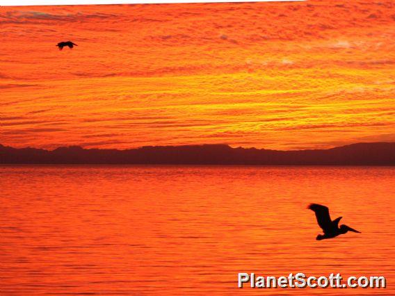 Pelicans at Sunset II