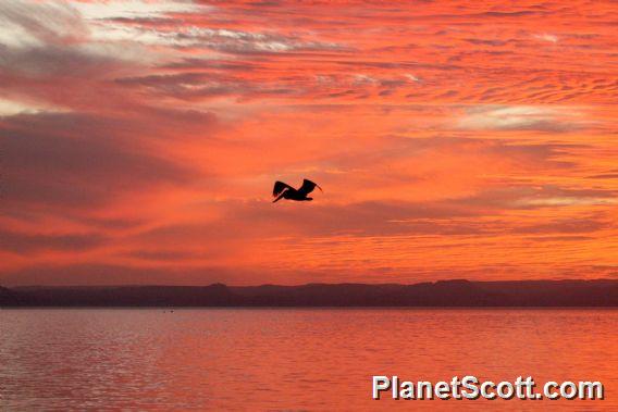 Pelicans at Sunset III