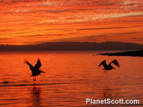 Pelicans at Sunset IV