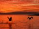Pelicans at Sunset IV