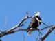 Bald Eagle (Haliaeetus leucocephalus) 