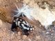 Western Spotted Skunk (Spilogale gracilis) 