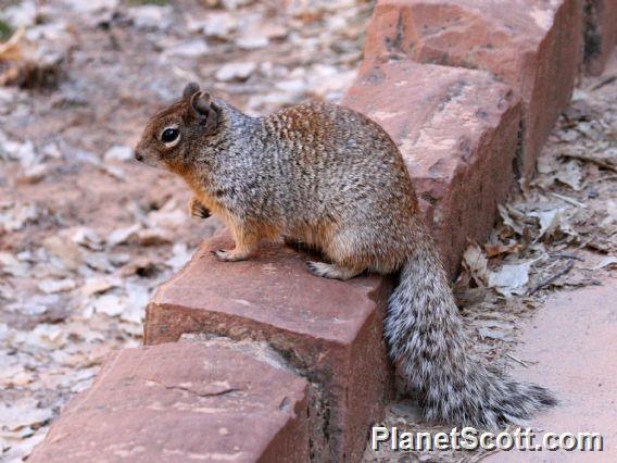 Rock Squirrel (Spermophilus variegatus) 