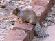 Rock Squirrel (Spermophilus variegatus) 