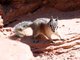 Cliff Chipmunk (Tamias dorsalis) 