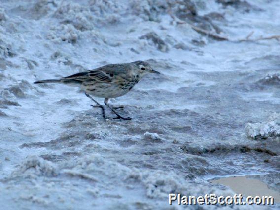 American Pipit (Anthus rubescens) 