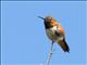 Allens Hummingbird (Selasphorus sasin) Male