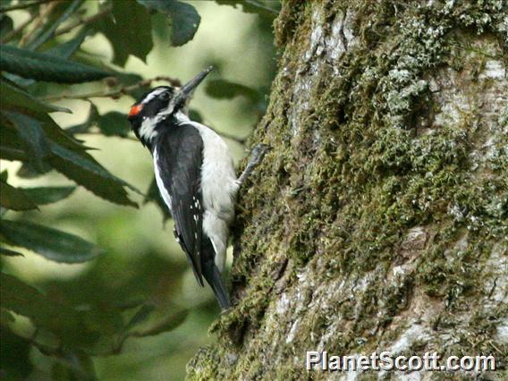 Hairy Woodpecker (Dryobates villosus)