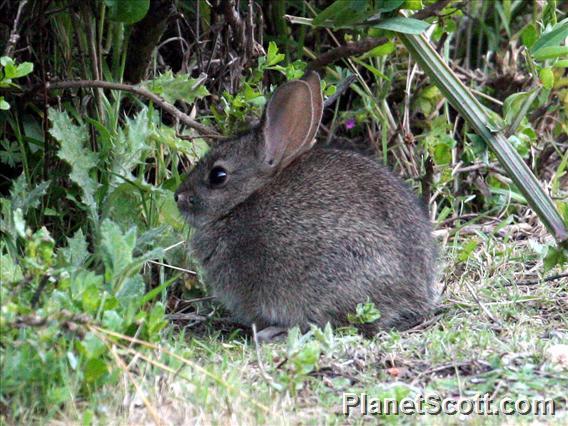 brush rabbit (Sylvilagus bachmani) 