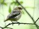 Northern Oriole (Icterus galbula) Fledgling