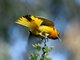 Northern Oriole (Icterus galbula) Male (Bullocks Oriole)