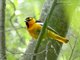 Northern Oriole (Icterus galbula) Male (Bullocks Oriole)