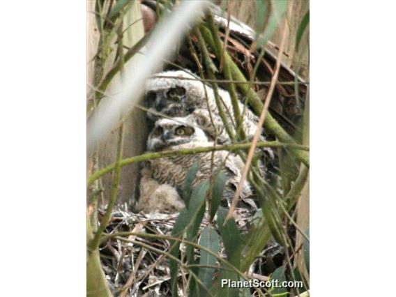 Great Horned Owl (Bubo virginianus) Nestlings