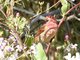 Purple Finch (Carpodacus purpureus) 