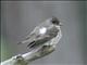 Olive-sided Flycatcher (Contopus borealis) 