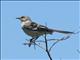 Northern Mockingbird (Mimus polyglottos) 