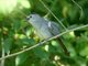Grey Catbird (Dumetella carolinensis) 