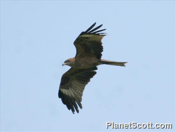 Black Kite (Milvus migrans) 