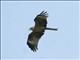 Black Kite (Milvus migrans) 