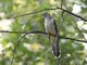 Oriental Cuckoo (Cuculus saturatus) Juvenile