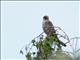 Eurasian Hobby (Falco subbuteo) 