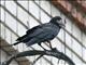 Rook (Corvus frugilegus) 