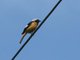 Daurian Redstart (Phoenicurus auroreus) 