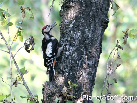Great Spotted Woodpecker (Dendrocopos major) Juvenile