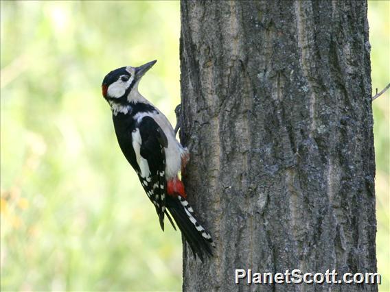 Great Spotted Woodpecker (Dendrocopos major) Male