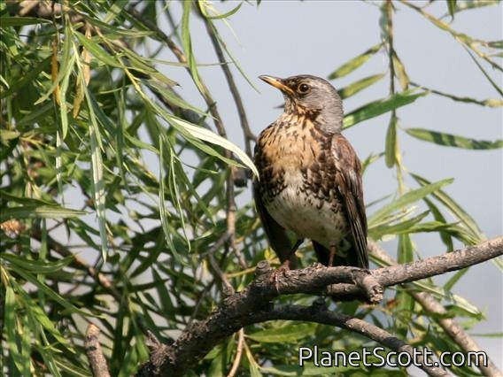 Fieldfare (Turdus pilaris)