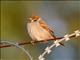 Eurasian Tree Sparrow (Passer montanus) 