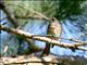 Common Redstart (Phoenicurus phoenicurus) 